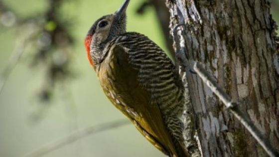 La creación de la Reserva Natural Huillapima impulsa el desarrollo económico y turístico en Catamarca