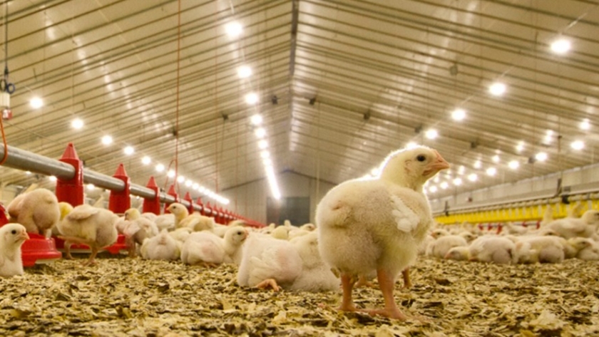 La influencia vital de la luz en la alimentación de los pollo