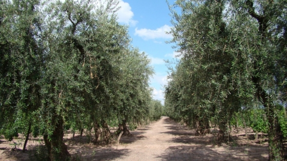 El IDR capacitará a productores olivícolas