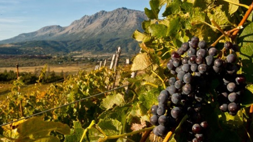 El ministerio de agricultura, ganadería, industria y comercio invita a curso online de vitivinicultura
