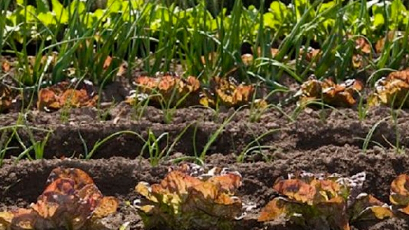 Diversidad biológica en la huerta urbana
