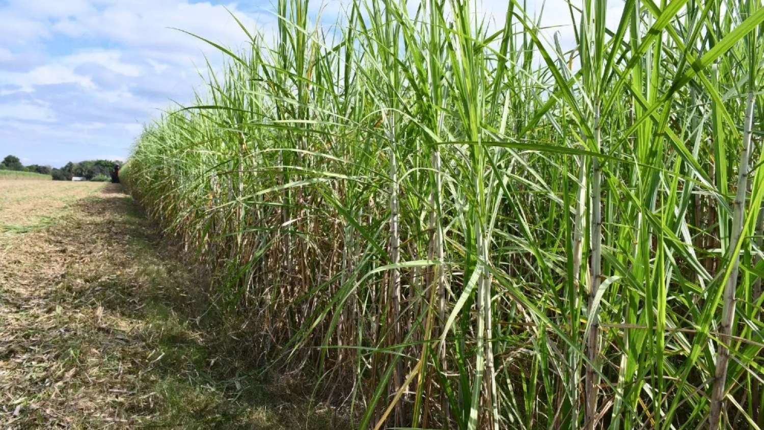 Drones e inteligencia artificial revolucionan el monitoreo de la caña de azúcar