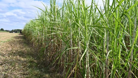 Drones e inteligencia artificial revolucionan el monitoreo de la caña de azúcar