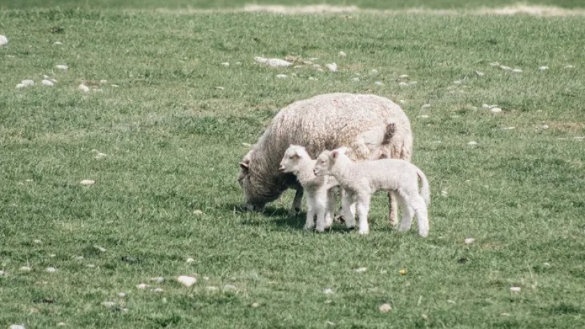 Época de pariciones, ¿cuál es el abc para evitar pérdida de animales?