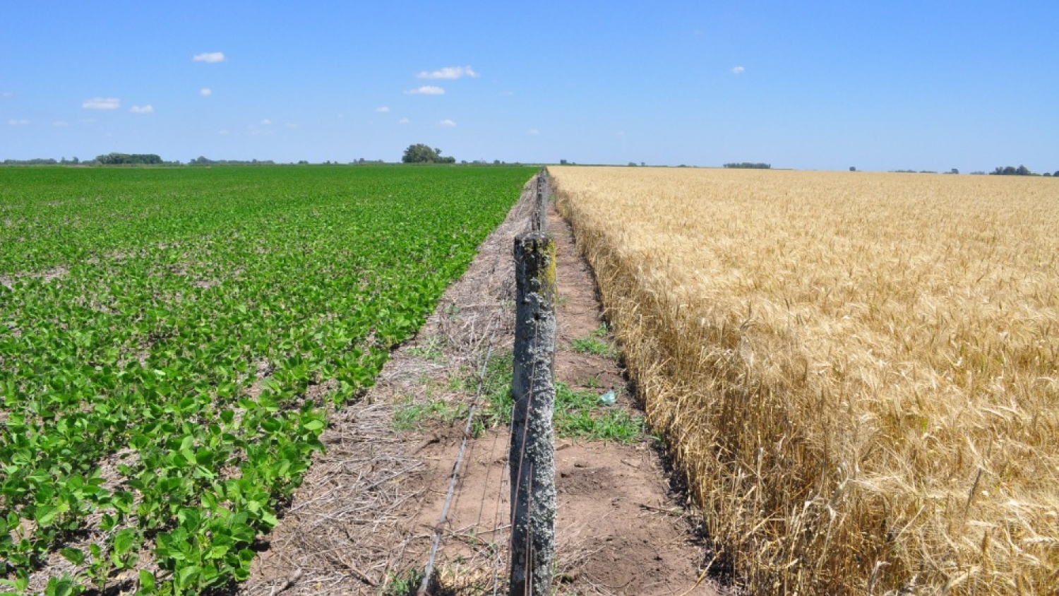 Argentina busca ganar espacio en Europa con el auge de los bioinsumos y la agricultura sustentable