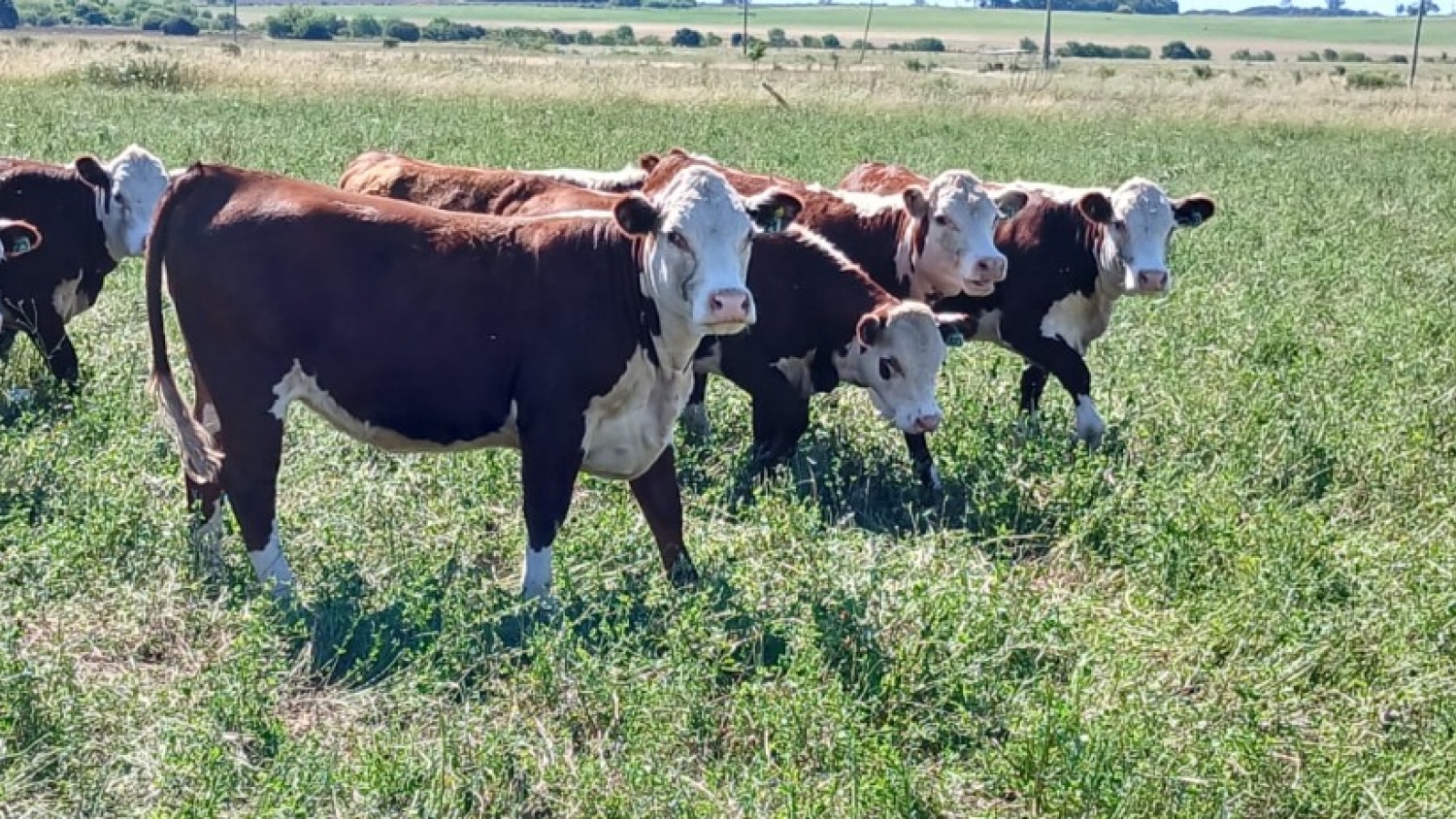 RIMI: el nuevo régimen que impulsa inversiones agroindustriales desde US$ 150.000 y redefine el empleo rural