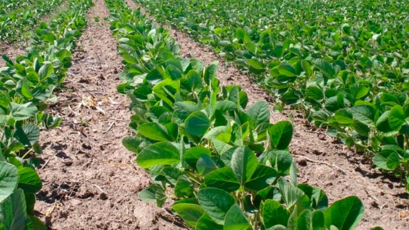 La Bolsa de Cereales bajó su estimación de soja a 46 millones de toneladas