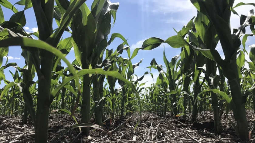 La Niña continuará afectando los cultivos durante el verano