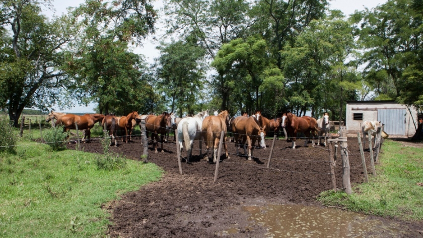 Foco de Anemia Infecciosa Equina en Lincoln provincia de Buenos Aires