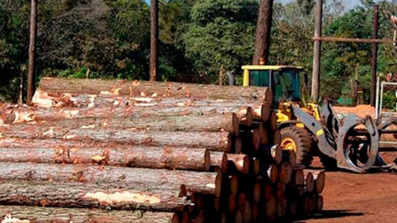 Solicitan aunar fuerzas por una ley foresto-industrial
