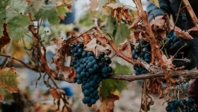 La vitivinicultura redefine su mapa: pese a la caída de superficie, el sector apuesta a reconvertirse y ganar competitividad