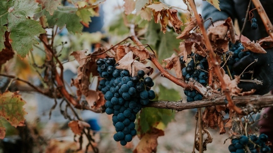 La vitivinicultura redefine su mapa: pese a la caída de superficie, el sector apuesta a reconvertirse y ganar competitividad