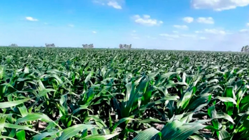 El caso de General Roca: destacan el rol del maíz en los planteos agrícolas