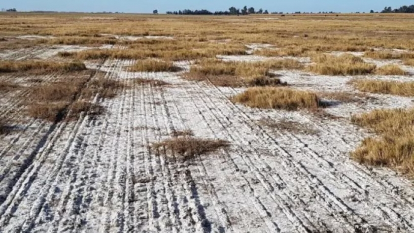 Frenar la salinización: claves para proteger los suelos y asegurar la producción en La Pampa