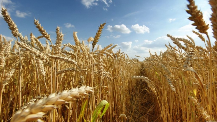 Destacan incremento del cultivo del trigo y maíz en la región núcleo
