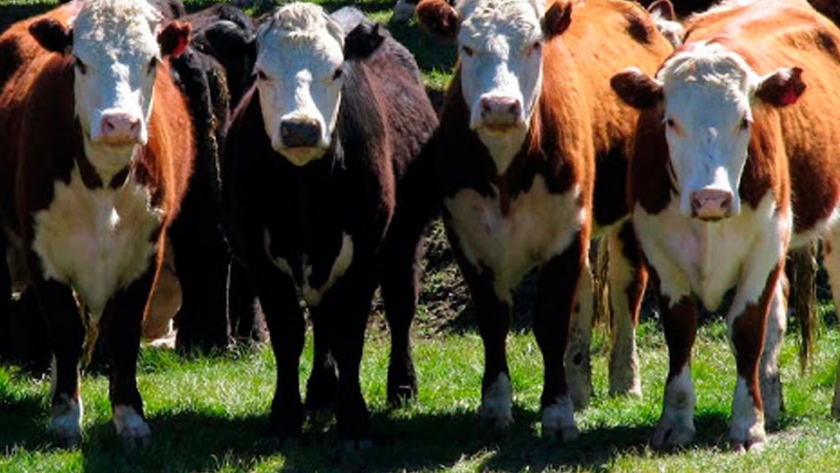 Más de 2.500 asistentes en el Seminario Internacional de Producción Bovina Integral