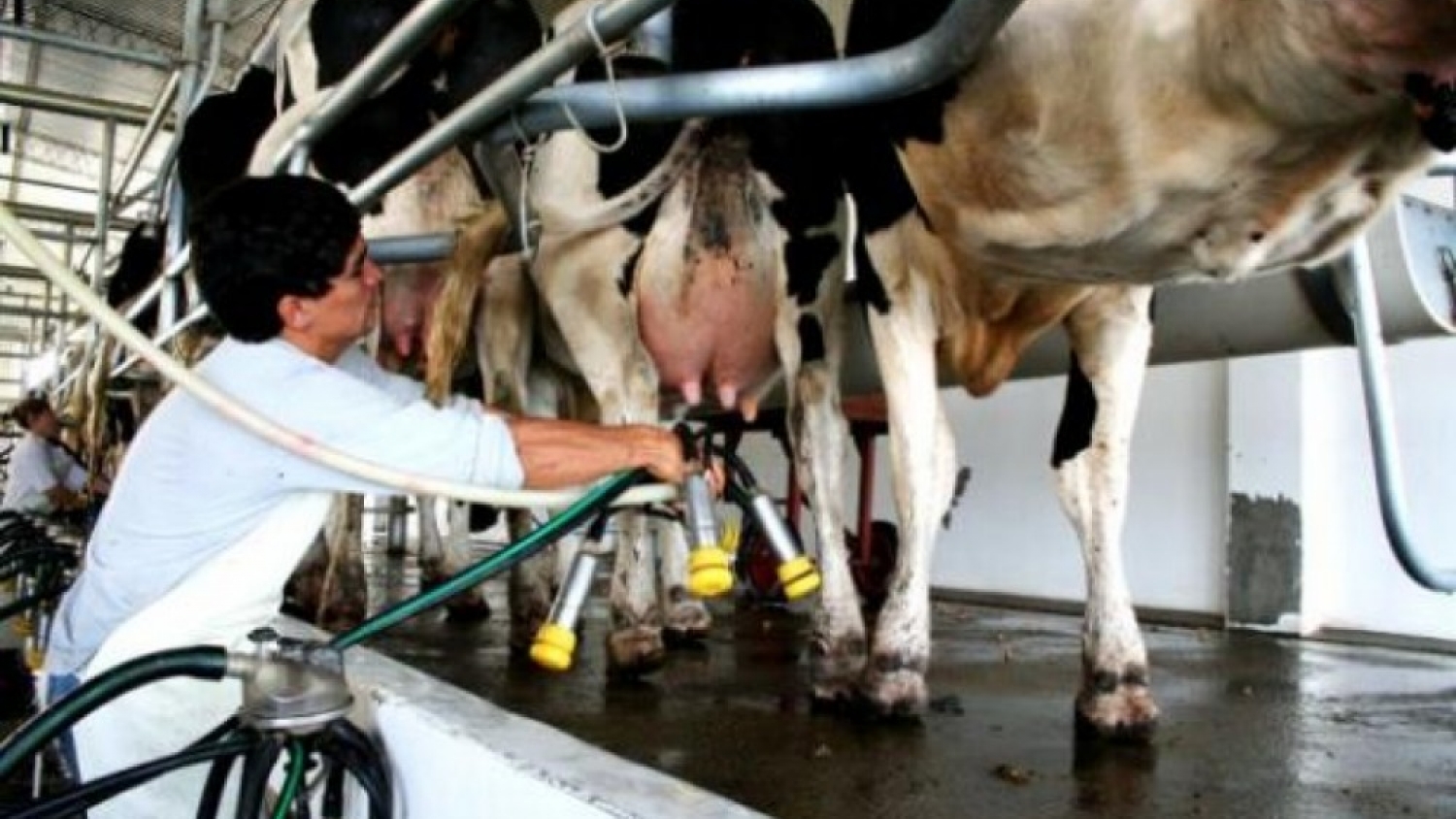 Advierten por el crecimiento de una enfermedad parasitaria que afecta a vacas lecheras