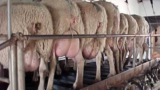 Leche de oveja: un relevamiento busca impulsar la producción argentina