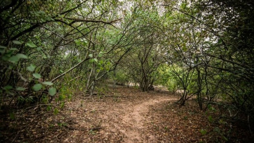 Chaco Sostenible: el gobierno impulsa el desarrollo forestal con estrictos estándares de conservación ambiental