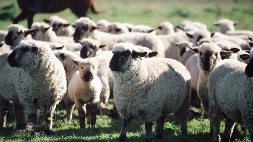 INTA San Luís promueve el engorde de corral de corderos: se trata de una técnica que favorece el rendimiento del animal