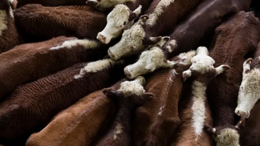 Los consumidores no convalidaron el precio de la carne y ya se observan bajas de hasta el 5%