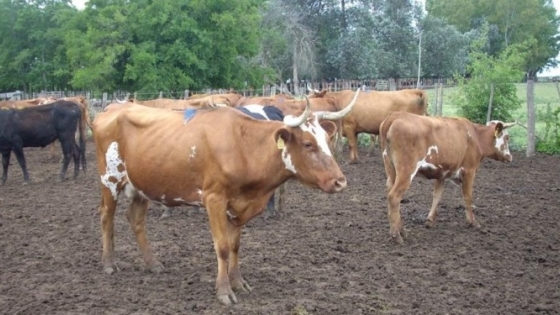 Una raza ganadera que sobrevivió siglos busca volver al campo argentino con una ventaja clave