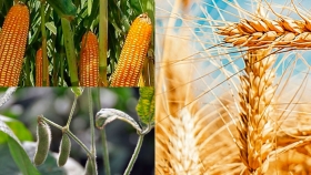 El USDA sorprendió con el área estimada de siembra de maíz y soja