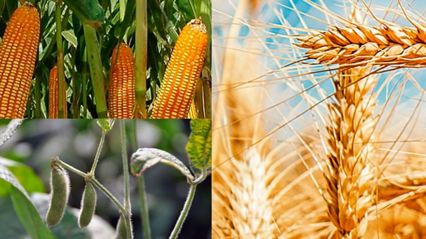 El USDA sorprendió con el área estimada de siembra de maíz y soja