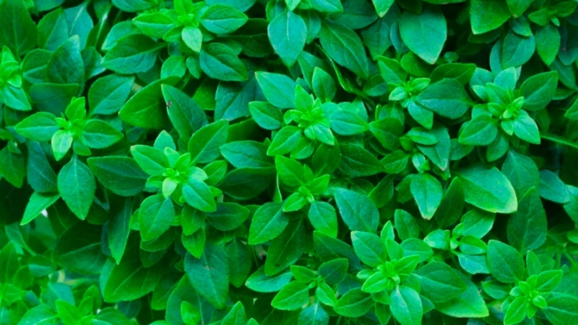 6 poderosas razones medicinales para comer albahaca