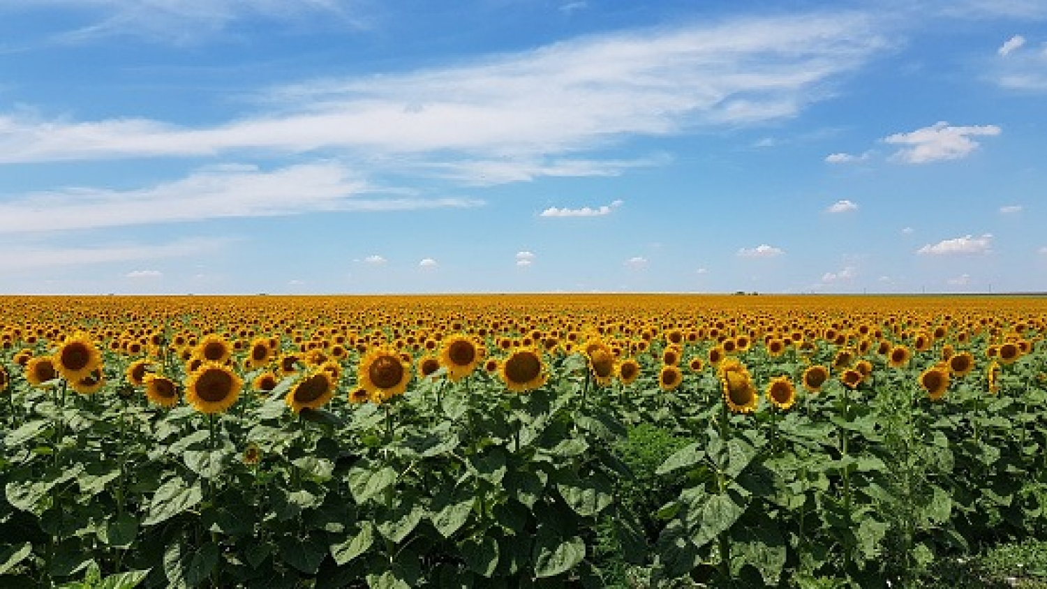 La siembra de girasol supera el 35% del área prevista