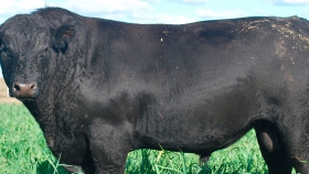 En 10 años, la genética bovina argentina ganó valor, tiempo y proyección como agronegocio