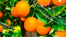 Argentina busca incrementar la exportación de fruta