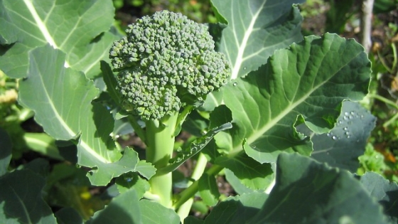 Cultivo del brócoli en el huerto