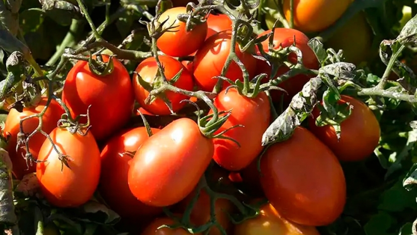Tomate: cuál es la diferencia de precio entre el fresco y el de industria