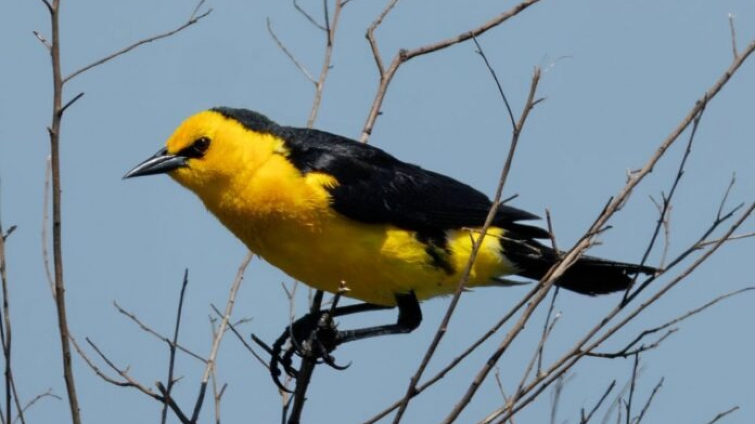 Aves Argentinas creó una nueva reserva en Corrientes para proteger al Tordo Amarillo