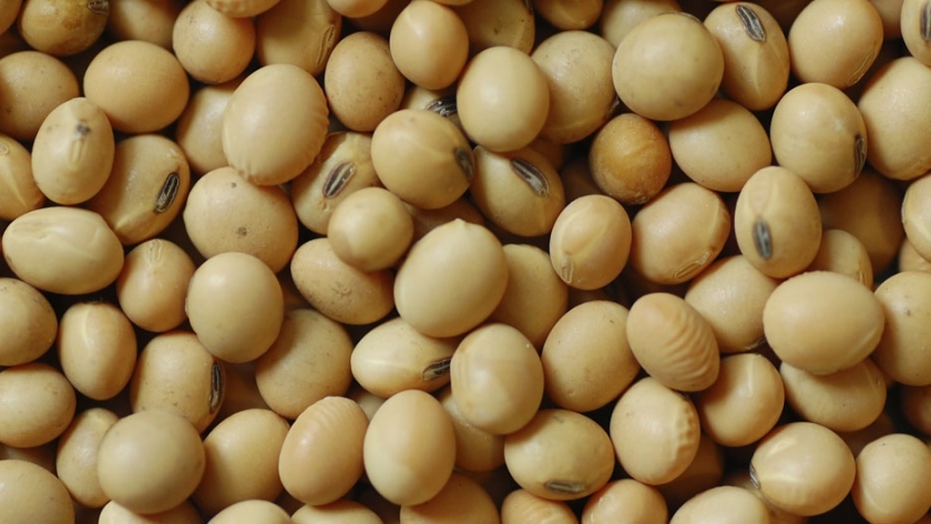 China reforzará el sector de mejoramiento de semillas agrícolas para reforzar la seguridad nacional de cereales