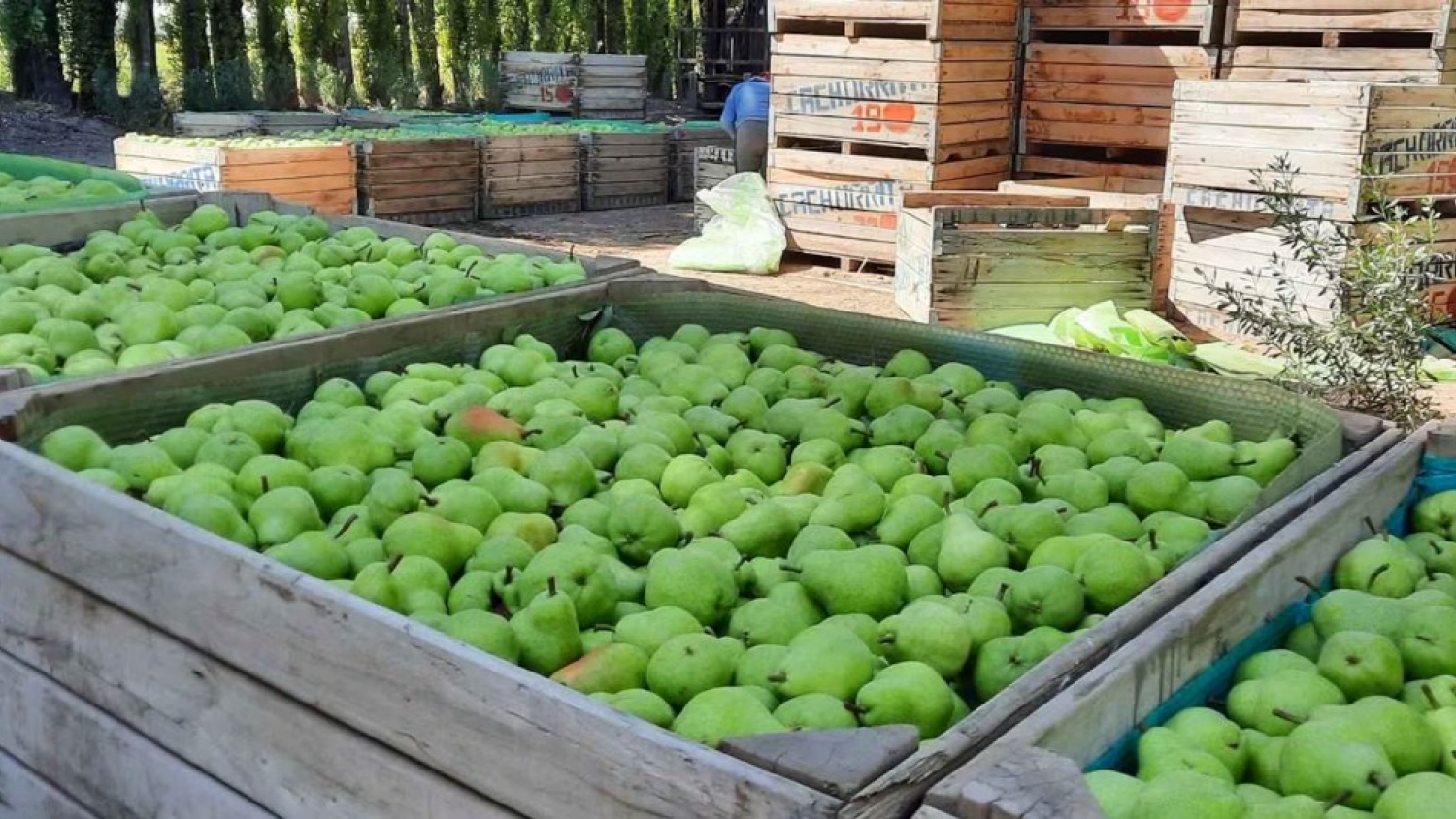 Cosecha frutícola en crisis: más de 3000 trabajadores varados y fallas estructurales en el Alto Valle