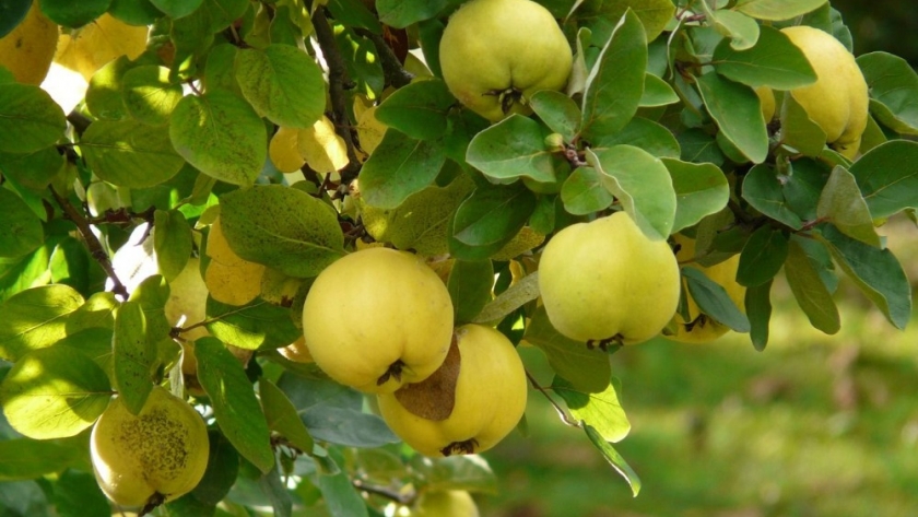 Membrillo: una delicia saludable y de calidad para aprovechar en el otoño