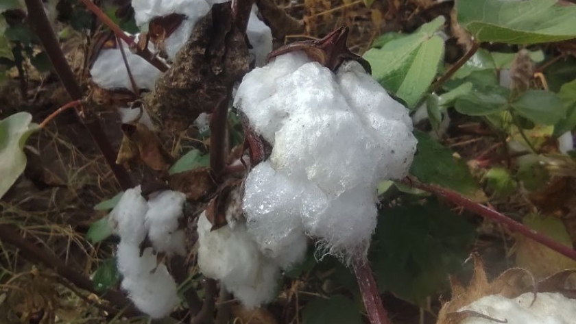 Con genética y tecnología, el algodón renace en Catamarca