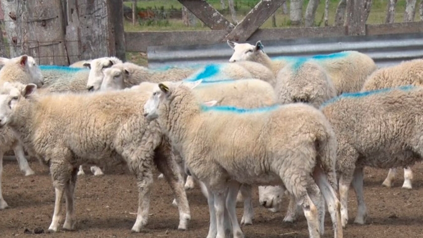 Ayuda técnica y financiera para productores de cabras y ovejas