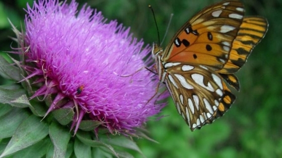 Paisajismo: Tendencia hacia plantas nativas y fauna silvestre, ¿Por qué?