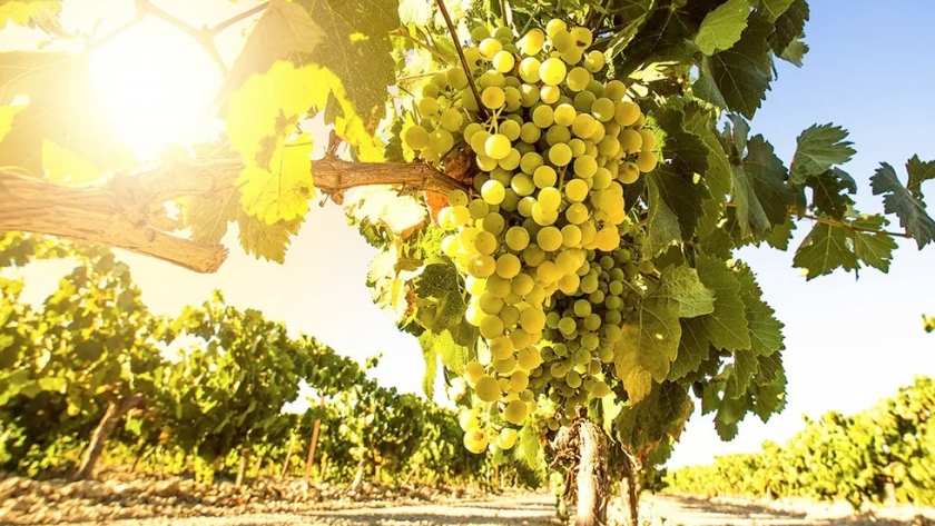 Importar vino: empresarios analizan traer vinos blancos por las heladas
