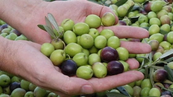 Acuerdo Mercosur–Unión Europea: la olivicultura argentina advierte riesgos por la competencia de aceites europeos subsidiados