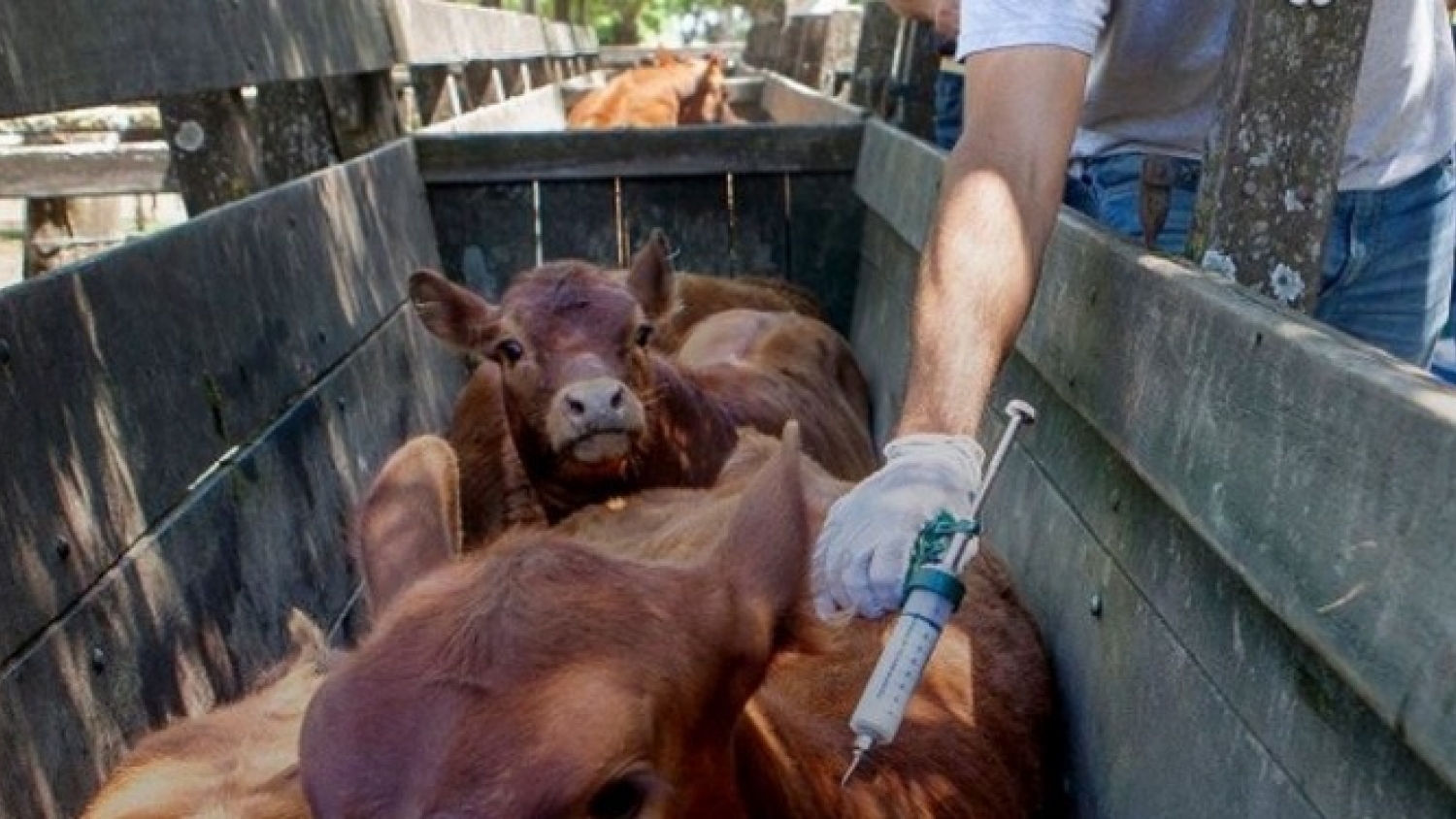 Vacunación antiaftosa: los productores podrán elegir vacunador