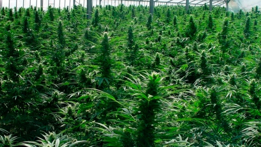 Cannabis medicinal: primer convenio público-privado para su producción en INTA Pergamino