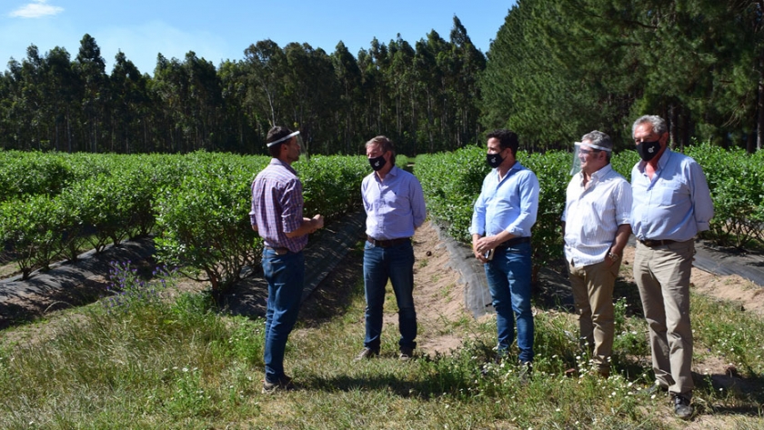 Gestionan la exportación de arándanos entrerrianos al mercado de Brasil