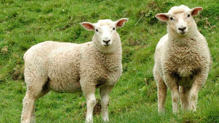 Ovinos: para 2030 buscarán aumentar 66% la producción de carne y 22% el stock
