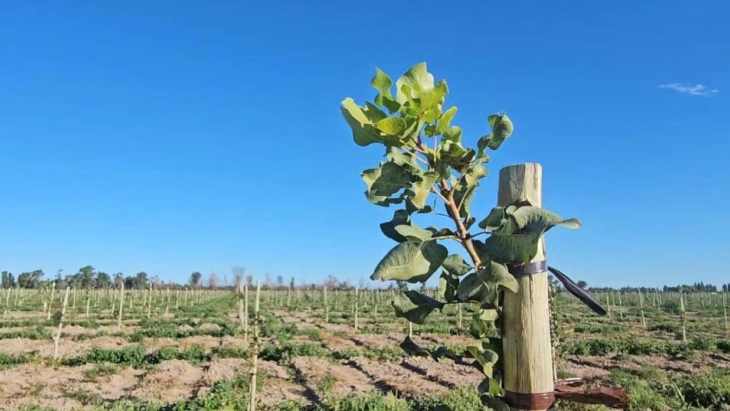 Pistacho, el nuevo negocio del agro: inversión, dólares y una oportunidad exportadora en expansión