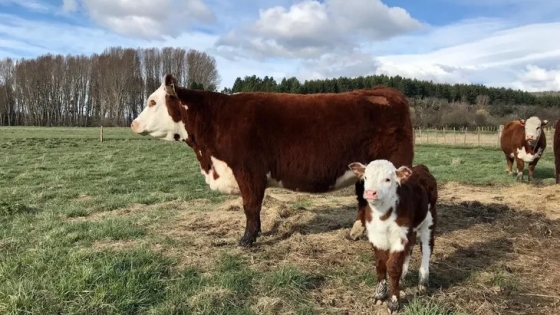 La sequía sigue golpeando a la ganadería patagónica: productores venden más vacas y adelantan la salida de terneros por falta de pasto