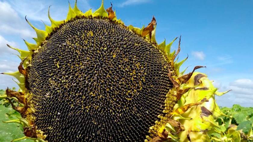 La superficie sembrada de girasol crecería un 12,5 %